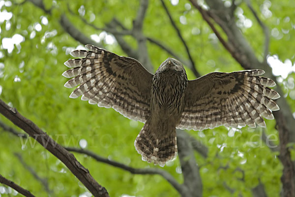 Habichtskauz (Strix uralensis)