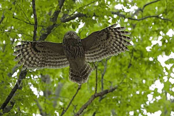 Habichtskauz (Strix uralensis)