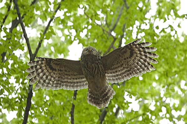 Habichtskauz (Strix uralensis)