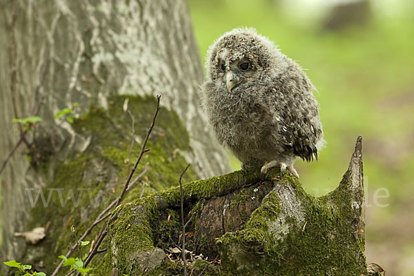 Habichtskauz (Strix uralensis)