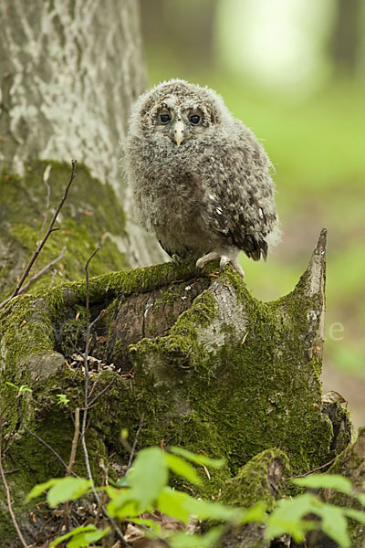 Habichtskauz (Strix uralensis)