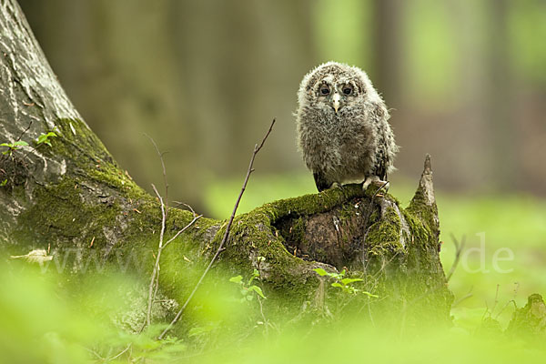 Habichtskauz (Strix uralensis)