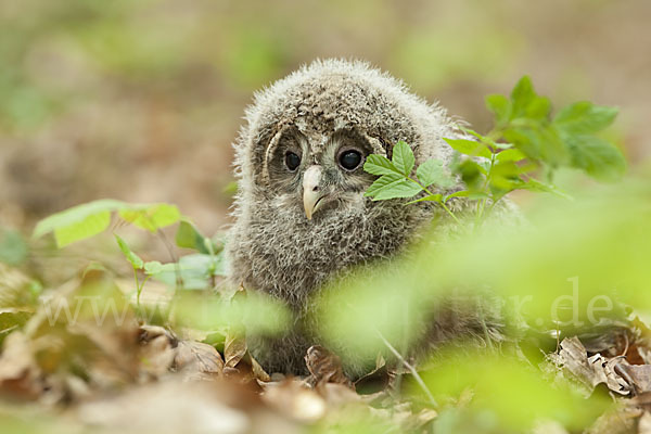 Habichtskauz (Strix uralensis)