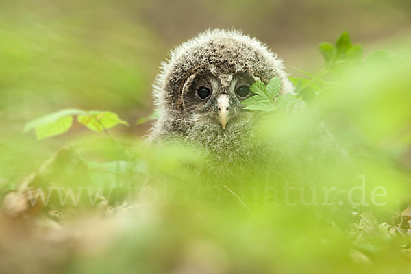 Habichtskauz (Strix uralensis)