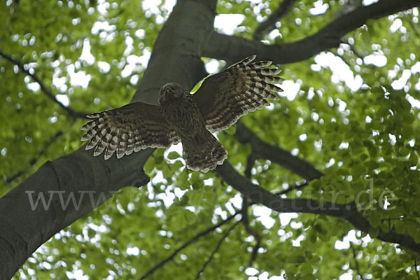 Habichtskauz (Strix uralensis)