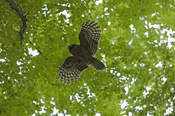 Habichtskauz (Strix uralensis)