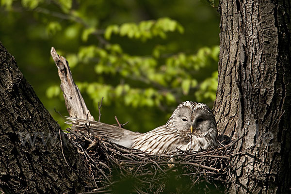 Habichtskauz (Strix uralensis)