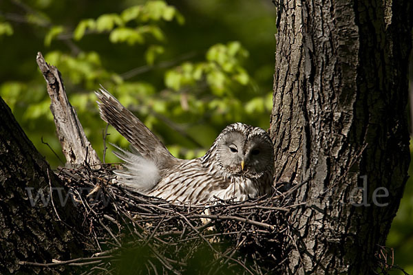 Habichtskauz (Strix uralensis)