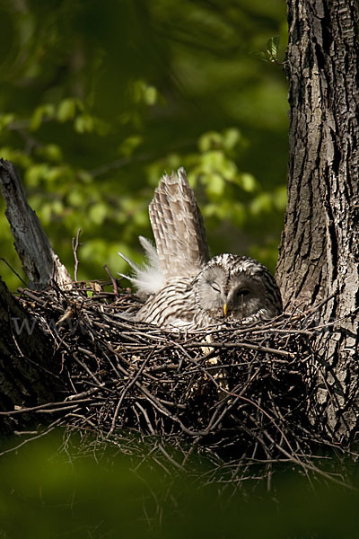 Habichtskauz (Strix uralensis)