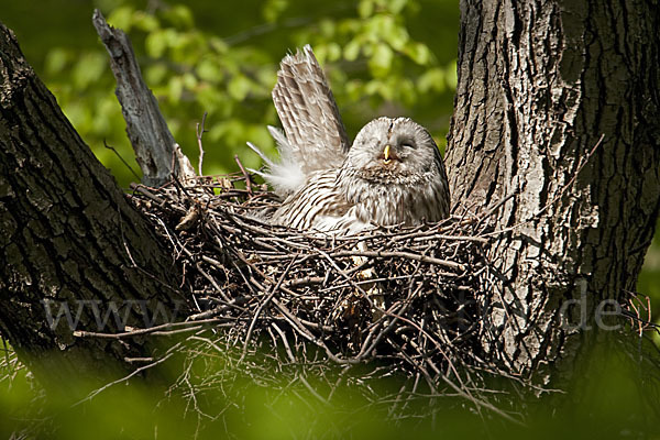 Habichtskauz (Strix uralensis)