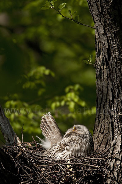 Habichtskauz (Strix uralensis)