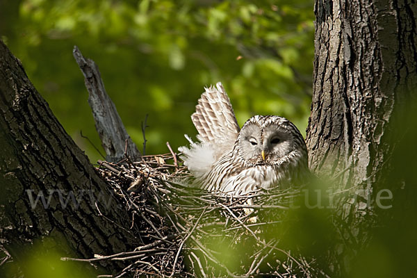 Habichtskauz (Strix uralensis)