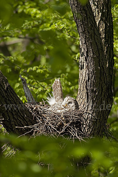 Habichtskauz (Strix uralensis)