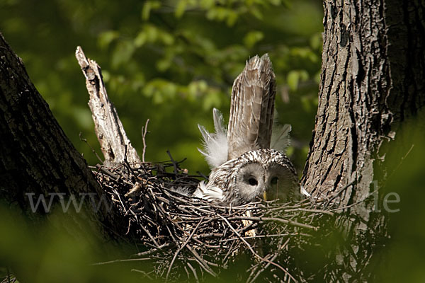 Habichtskauz (Strix uralensis)