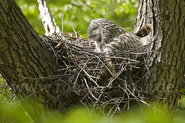 Habichtskauz (Strix uralensis)