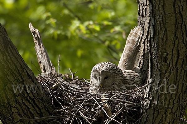 Habichtskauz (Strix uralensis)