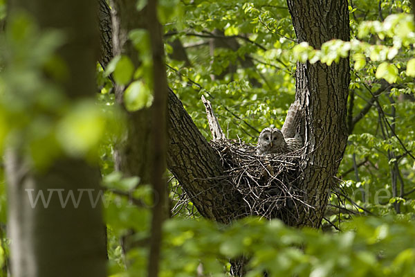 Habichtskauz (Strix uralensis)