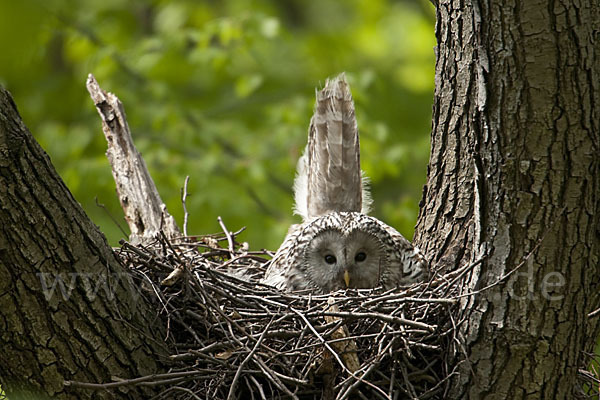 Habichtskauz (Strix uralensis)