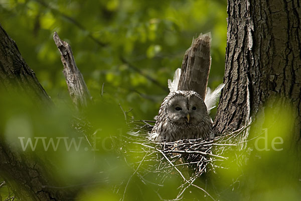 Habichtskauz (Strix uralensis)