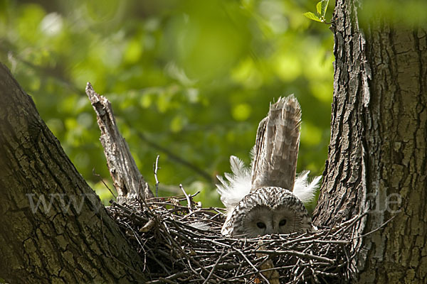 Habichtskauz (Strix uralensis)