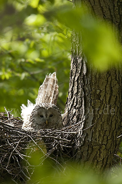 Habichtskauz (Strix uralensis)