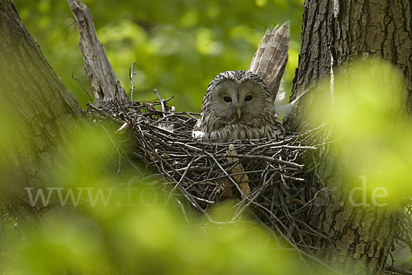 Habichtskauz (Strix uralensis)