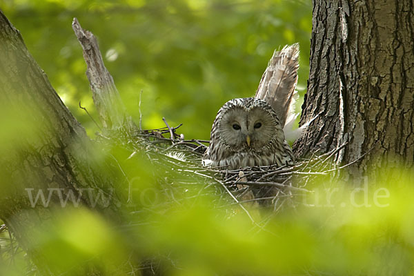 Habichtskauz (Strix uralensis)