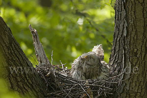 Habichtskauz (Strix uralensis)