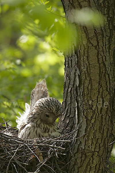 Habichtskauz (Strix uralensis)