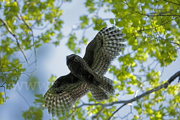 Habichtskauz (Strix uralensis)