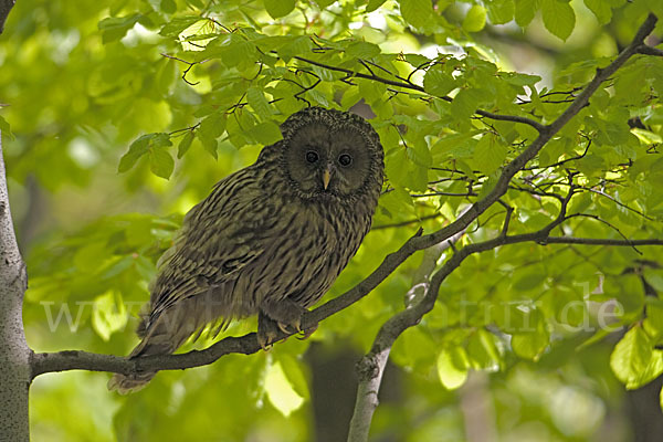 Habichtskauz (Strix uralensis)