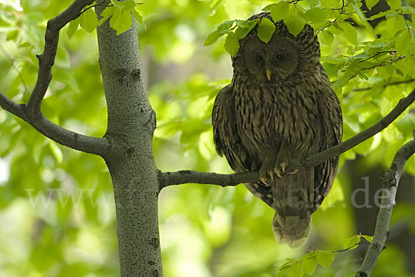 Habichtskauz (Strix uralensis)