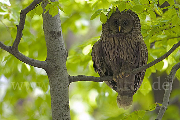 Habichtskauz (Strix uralensis)