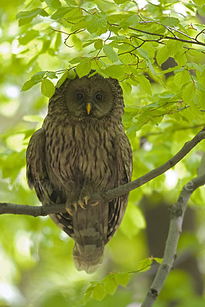 Habichtskauz (Strix uralensis)