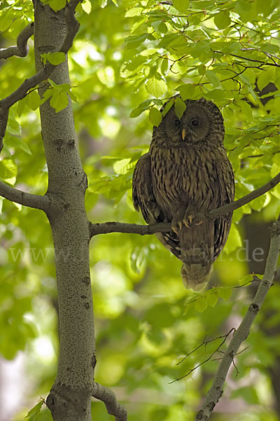 Habichtskauz (Strix uralensis)