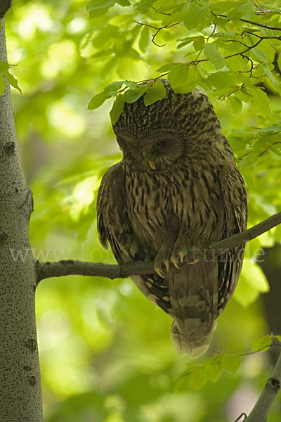 Habichtskauz (Strix uralensis)