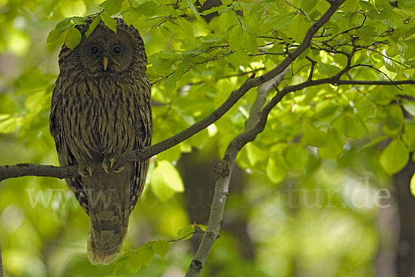 Habichtskauz (Strix uralensis)