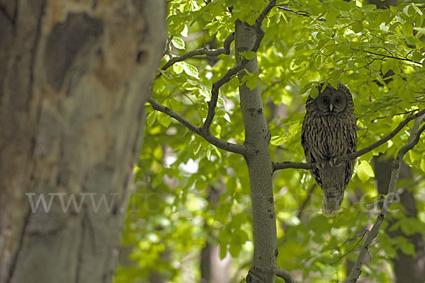 Habichtskauz (Strix uralensis)