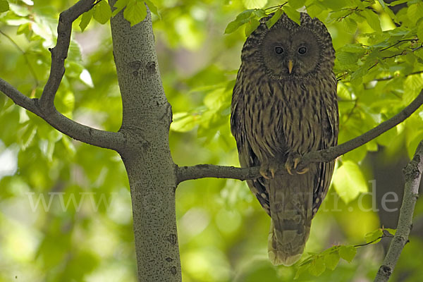 Habichtskauz (Strix uralensis)