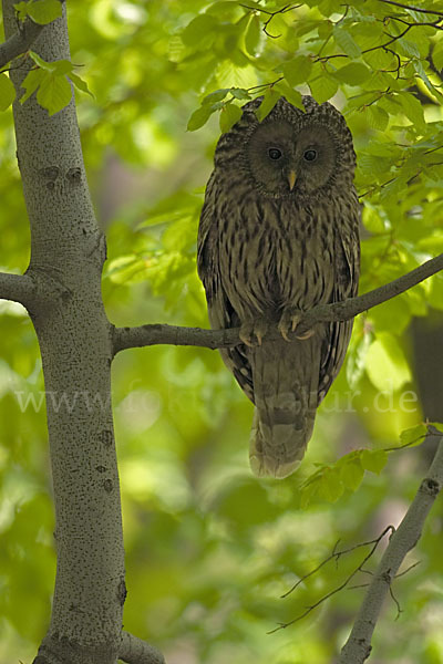 Habichtskauz (Strix uralensis)