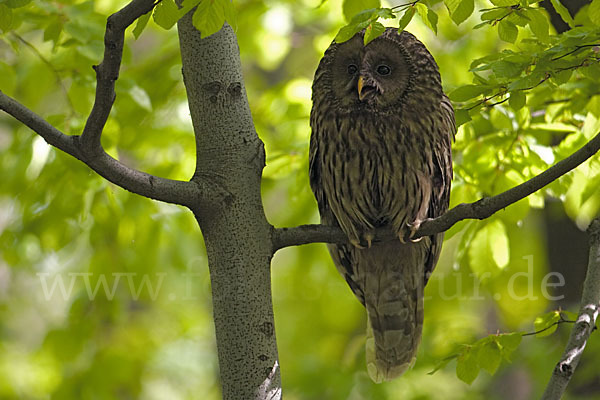 Habichtskauz (Strix uralensis)