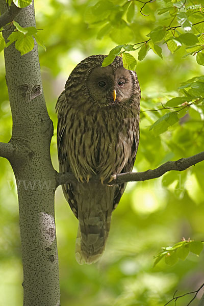 Habichtskauz (Strix uralensis)