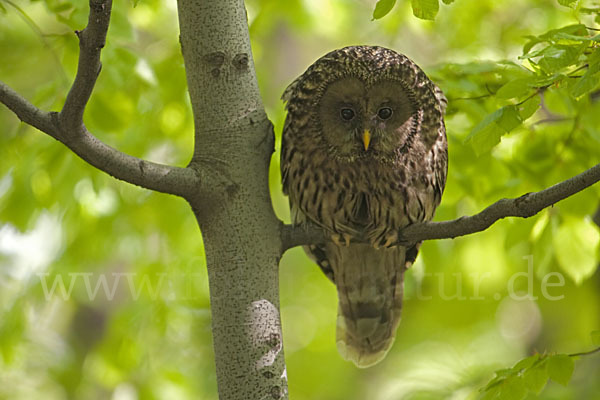 Habichtskauz (Strix uralensis)