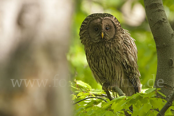 Habichtskauz (Strix uralensis)