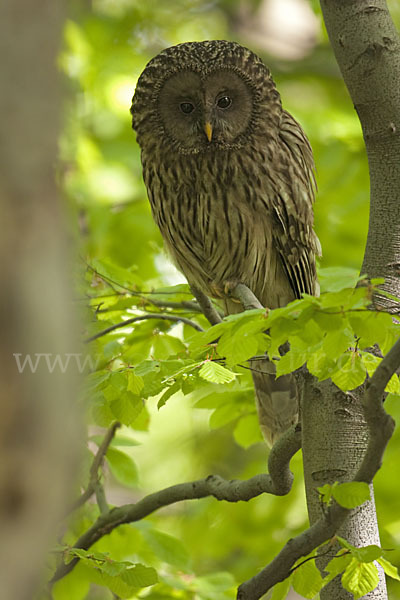 Habichtskauz (Strix uralensis)