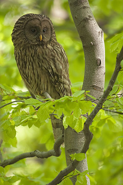 Habichtskauz (Strix uralensis)