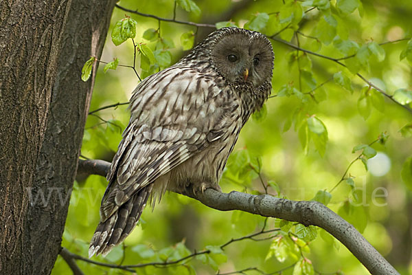 Habichtskauz (Strix uralensis)