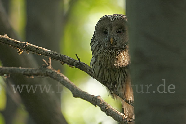 Habichtskauz (Strix uralensis)