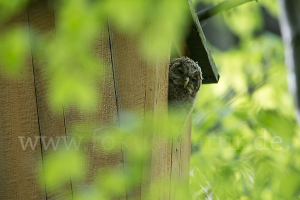 Habichtskauz (Strix uralensis)