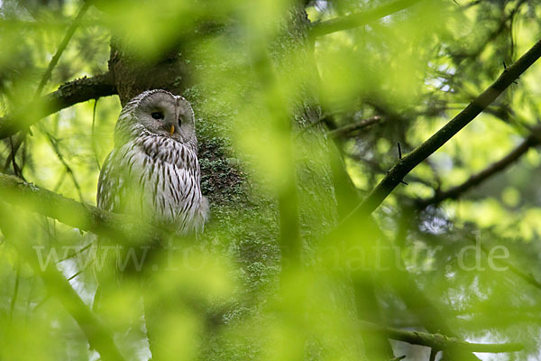 Habichtskauz (Strix uralensis)